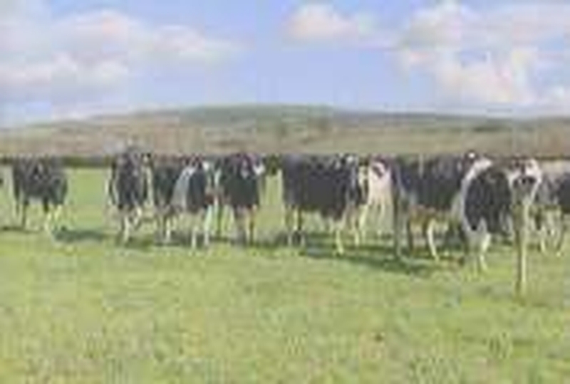 Dairy farming - Farm incomes could decline
