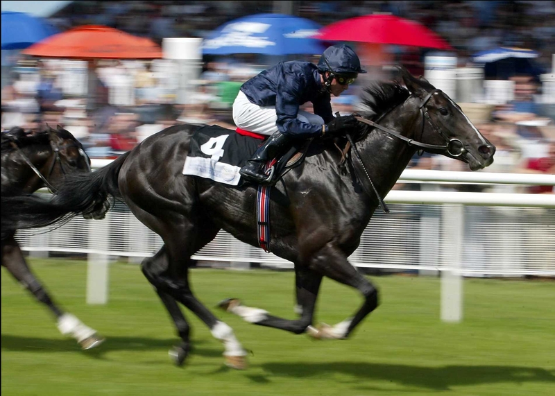 Cat's prowl is too late to stop veteran taking the Nunthorpe