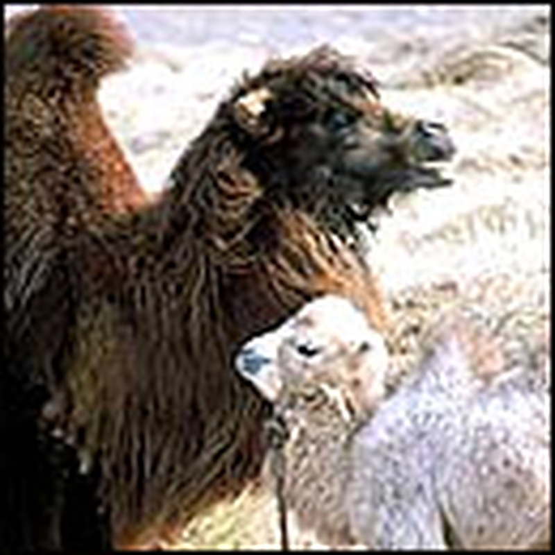 Top billing for the camels