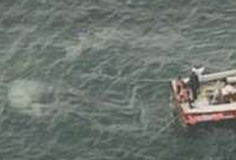 Whales - Secret vote bid fails at IWC