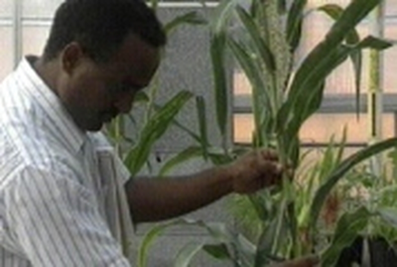 GM foods - EU green light for seeds