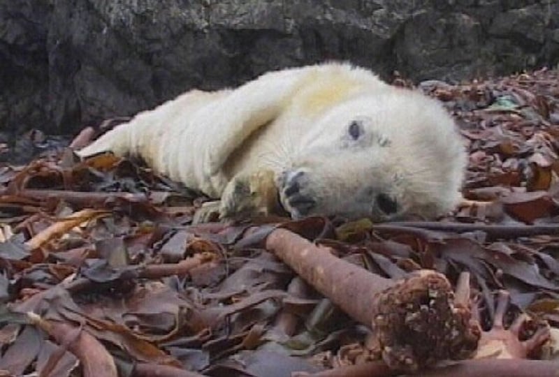 Seal - Slaughter on Beginish Island
