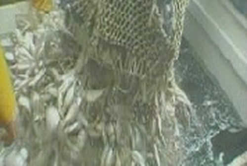 Fishing nets - Concerns over illegal nets
