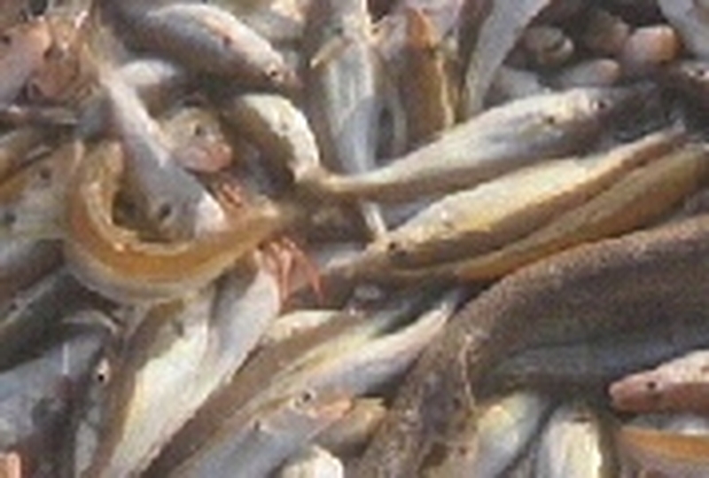 Fisheries talks - Proposal to cut catches of whitefish stocks