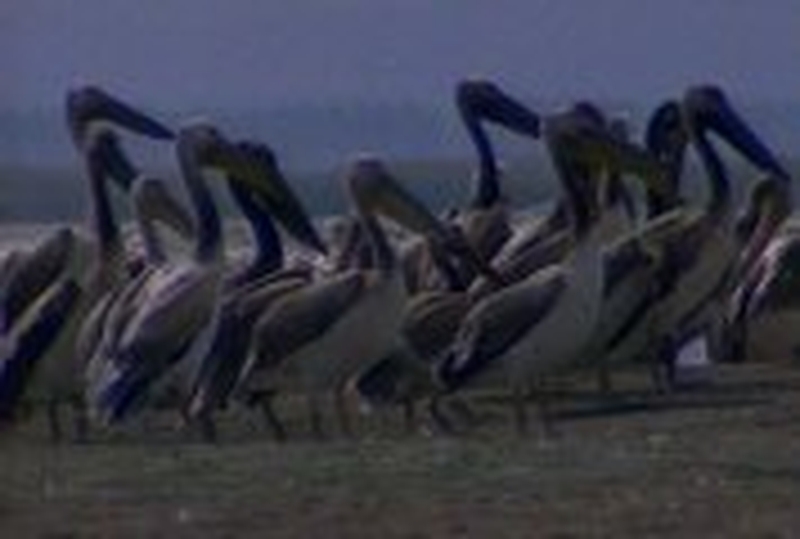 Bird flu - Greek case confirmed