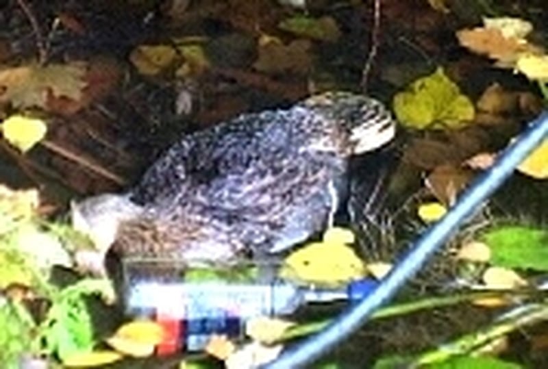 Bird flu - Confirmed British case