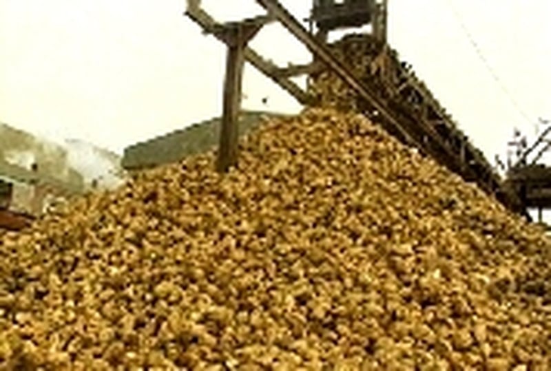 Sugar beet - IFA presents growers' case