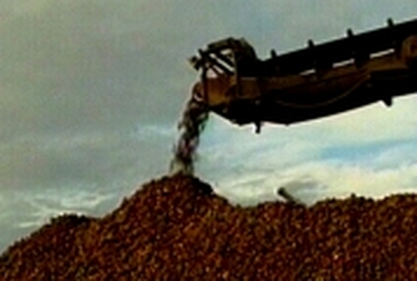 Beet sector - Fear for future