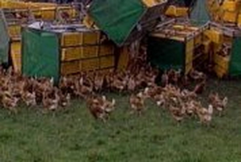 Co Cavan - Chickens spilled after accident