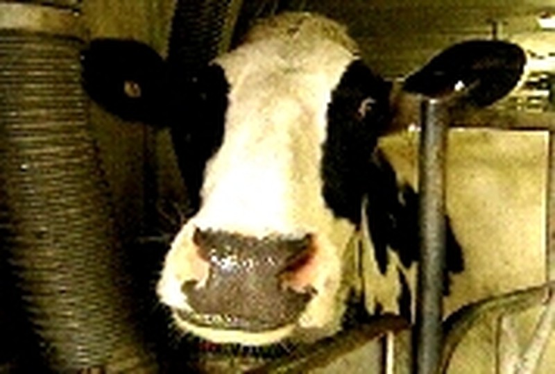 Cattle - Fall-off in BSE cases