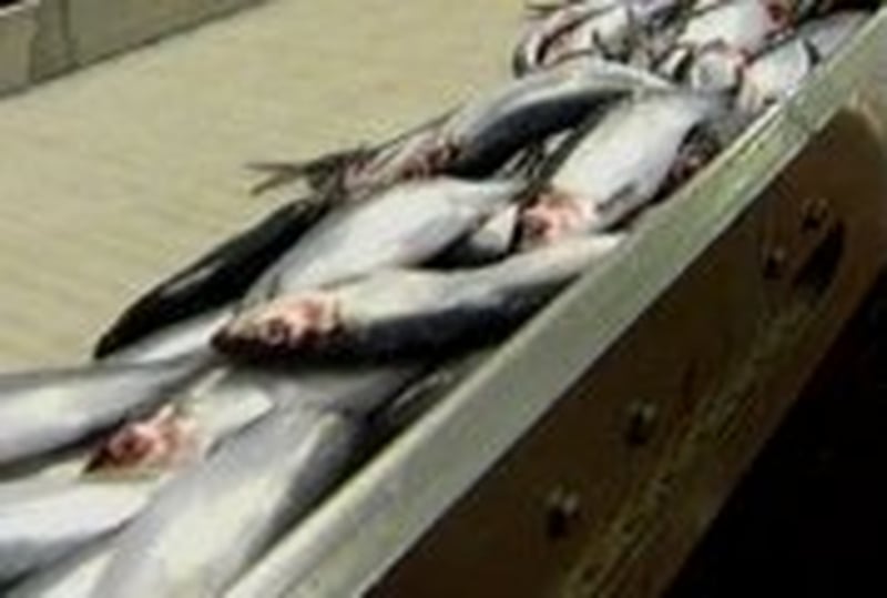 Irish fishing industry - Report to be published