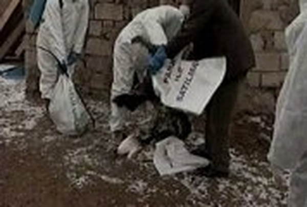 Turkey - Four bird flu deaths