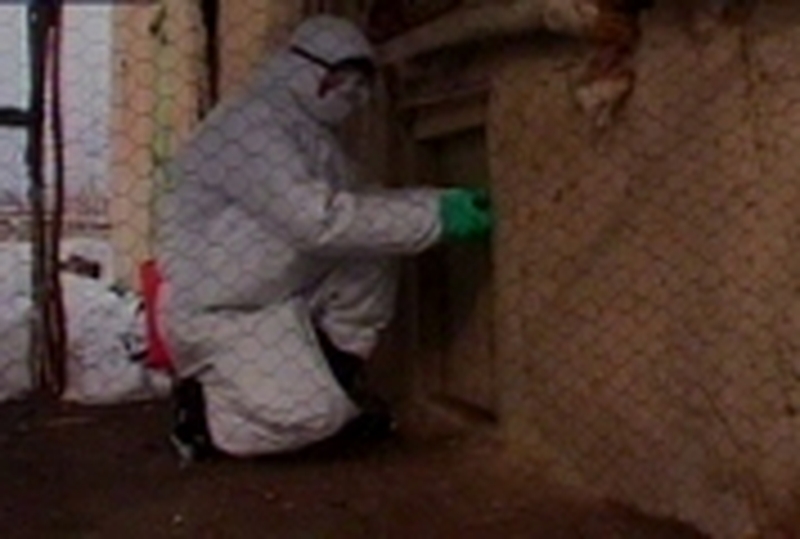 Turkey - 14 positive cases of bird flu