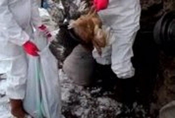 Bird flu - Disease found in birds in Romania
