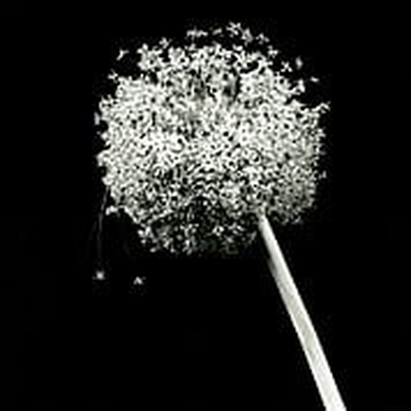 Fleurs by Nigel Rolfe