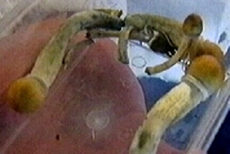 Magic Mushrooms - Ban on sale or possession