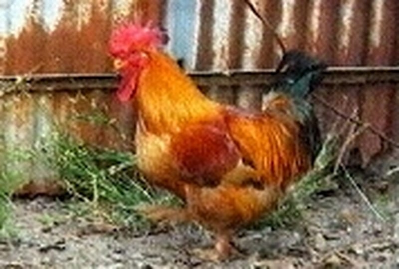 Bird flu - First case confirmed in Serbia