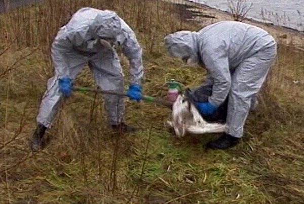Bird flu - Pakistan confirms H5N1 strain