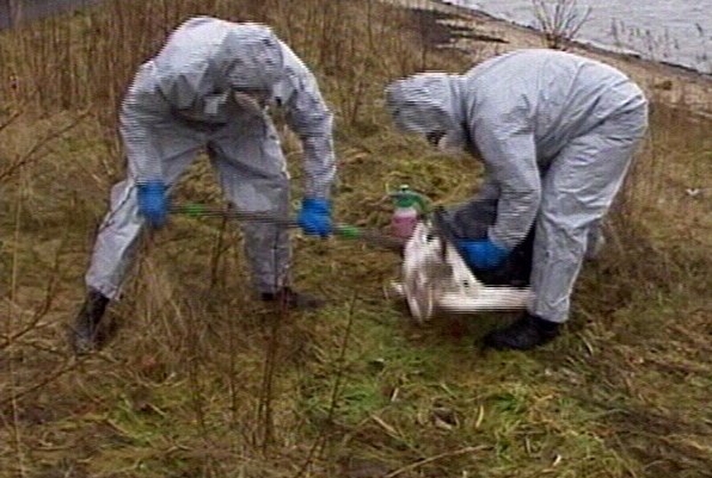 Bird flu - Protection zone in place