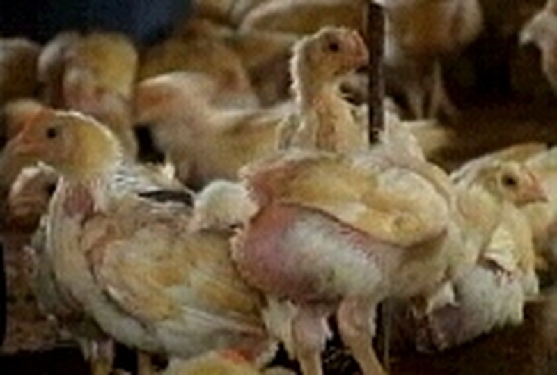 Chickens - Survey finds risk of food spoilage rather than food safety dangers