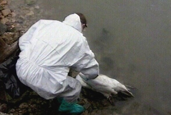 Slovakia - Tests on wild swans