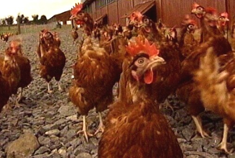 Poultry - Warnings over spread of bird flu