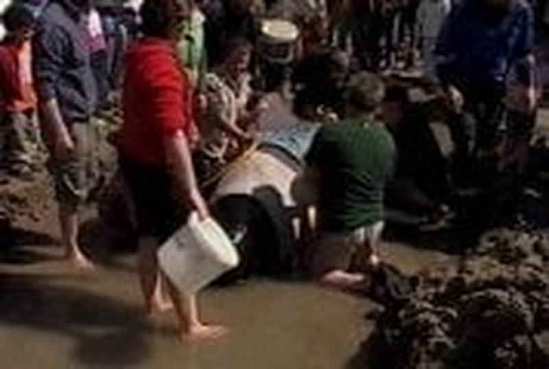 Inch Strand - Whale moved back out to sea