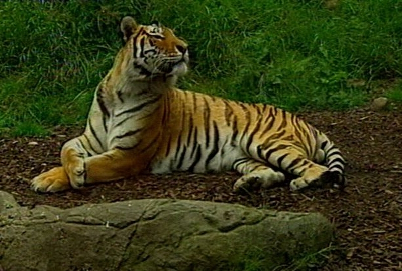 Dublin Zoo - Girl stable after tiger attack
