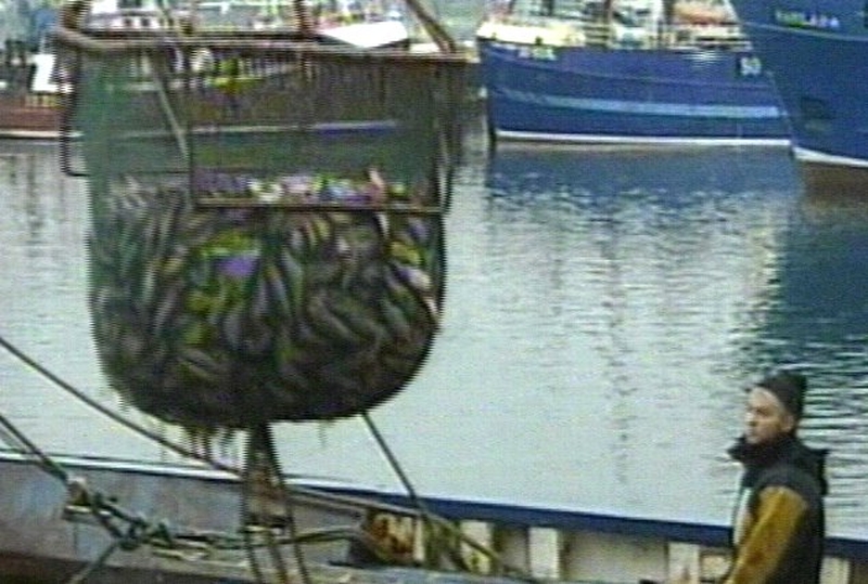 Fish - French fishermen exceeded their quota by 65%