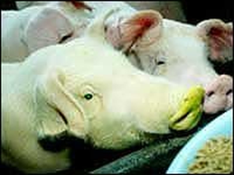 Pigs - Clear of FMD