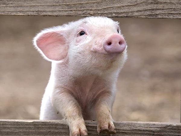 A hugely enjoyable adaptation