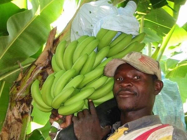 Banana prices - Fail to recover