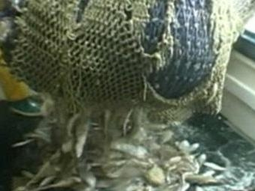 Fishing industry - Investigations into over-fishing