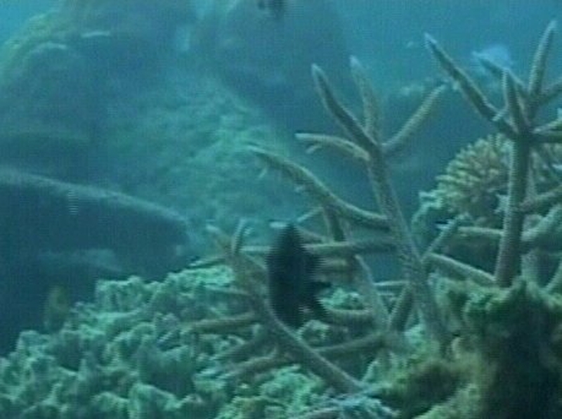 Climate change - Coral reefs under threat