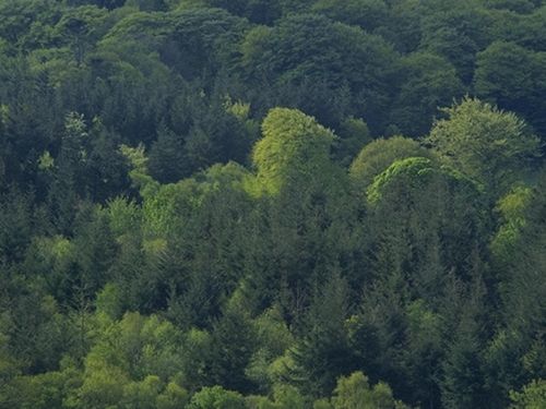 Coillte - No financial details disclosed
