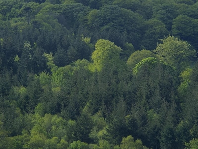 Biomass - Stored solar energy