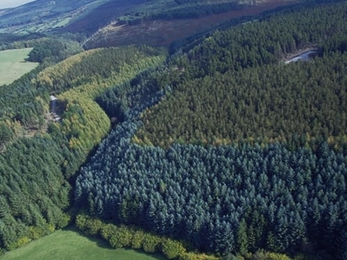 Coillte results - Focus on axing costs in 2010