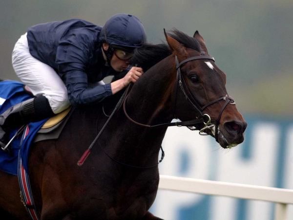 Yeats will bid for the Irish Leger again on Saturday