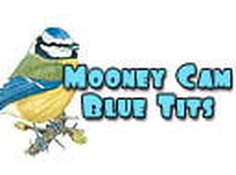 Nomination for Mooney Cam Blue Tits