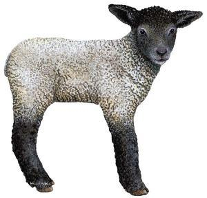 Irish Lamb -