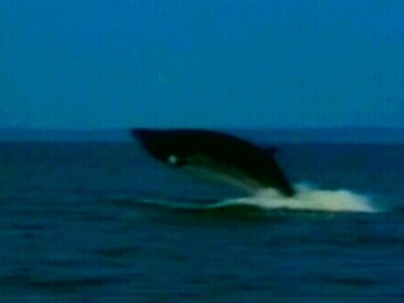 Blue Ocean - Maritime communication