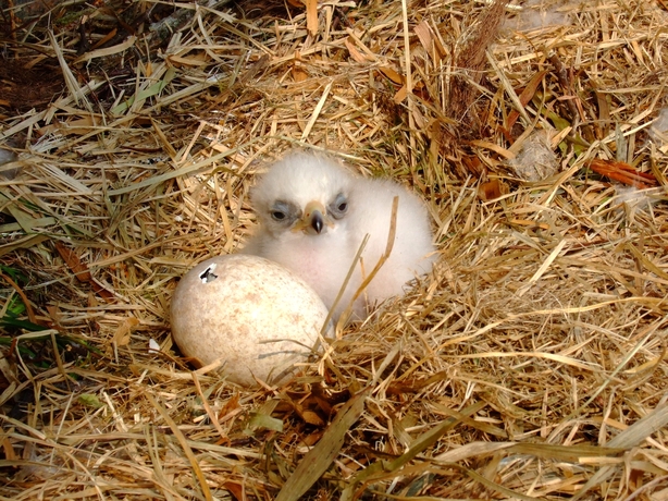 The hatching was part of a plan to reintroduce Golden Eagles into Ireland