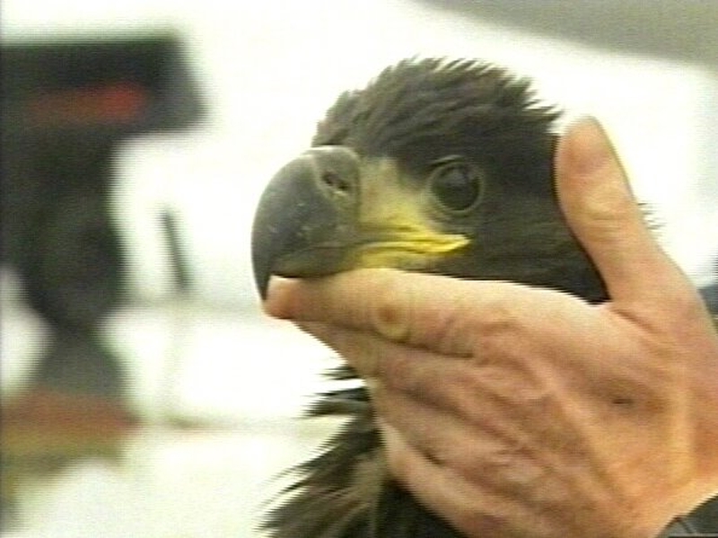 White-tailed Eagle - Two found dead in Kerry