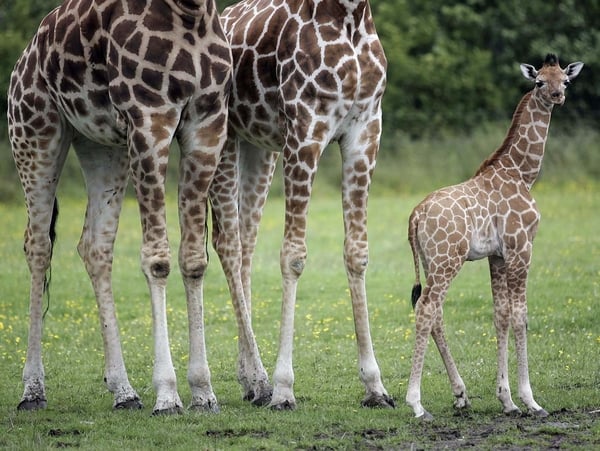 Baby Giraffe - Dublin Zoo will hold a contest to name its newest arrival