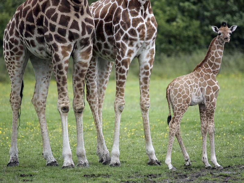 Baby Giraffe - Dublin Zoo will hold a contest to name its newest arrival