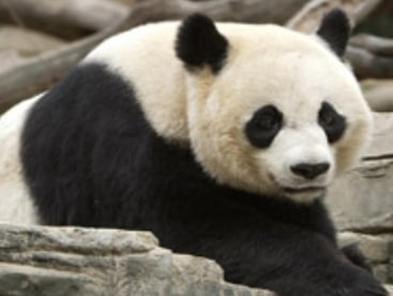 Mei Xiang - Tricky panda physiology were showing signs of a pregnancy