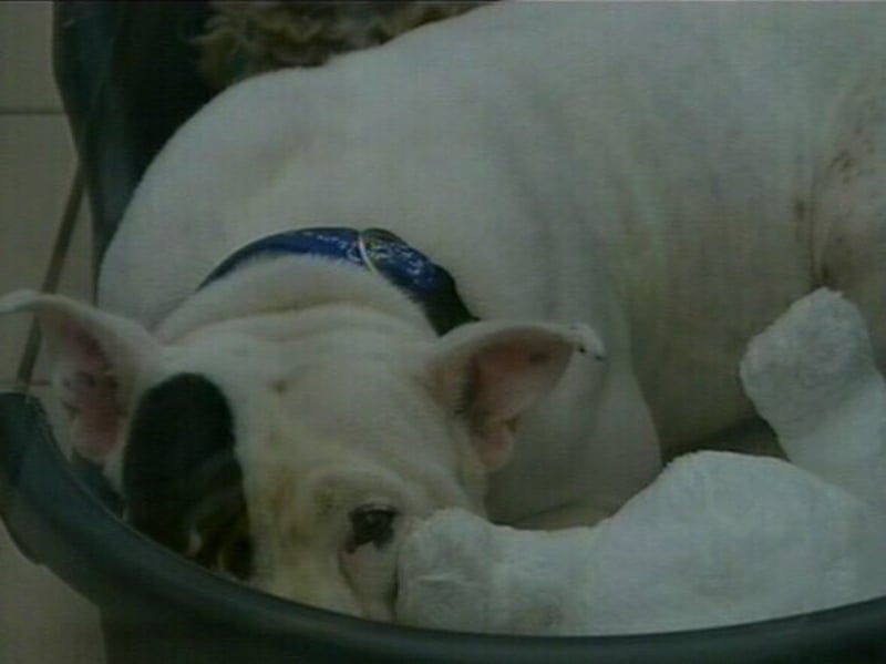 Dogs - 24,000 abandoned last year