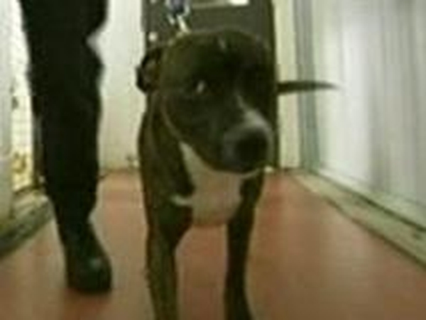 Pitbull - Investigation highlights illegal importation