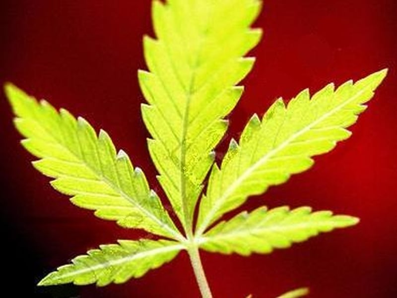 Cannabis - A number of arrests in separate drug hauls