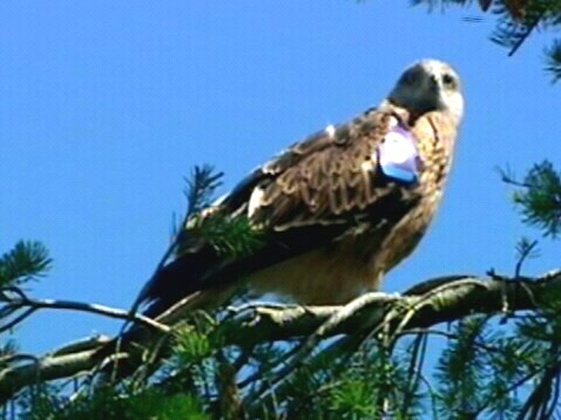 Red Kites - Three found poisoned